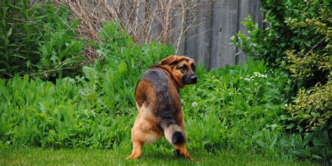 How To Dissolve Dog Poop In Grass