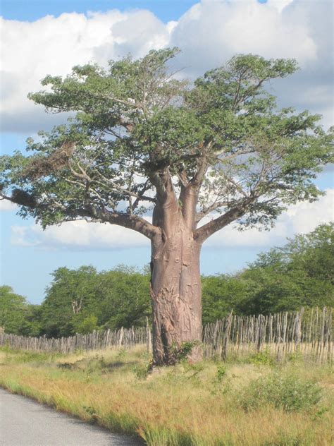 Maggie Freese at Africa University: Baobab Trees