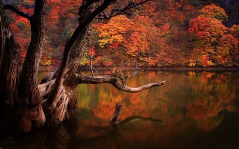 Brown Body Of Water Lake Fall Forest Dead Trees Hd Wallpaper