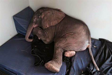 Orphaned Baby Elephant Forges Unlikely Bond That Will Melt
