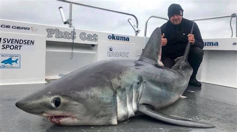 Biggest Shark Ever Caught By Angler Off The Coast Of Pembrokeshire