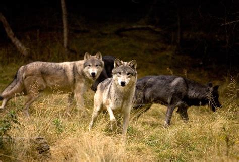 Princeton Ucla Study Finds Gray Wolves Should Remain Protected