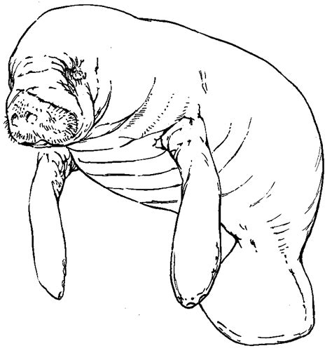 Cute Manatee Coloring Page Coloring Pages
