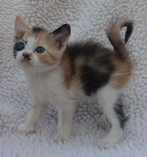 Cute Calico Kitten Flickr Photo Sharing