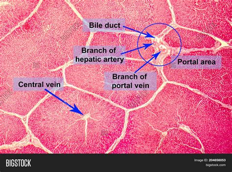 3d Diagram Of The Liver Liver A Anterior View B Posterior View
