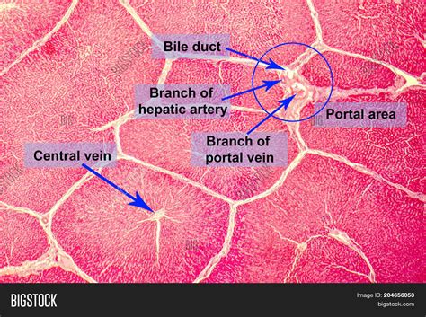 Liver Histology Labeled Diagram