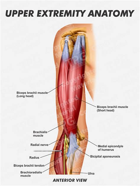 Ready to test your knowledge on those muscles? Upper Extremity Anatomy - Order