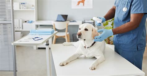 CRE Traders Are Turning Their Consideration To Veterinary Clinics Financialworld