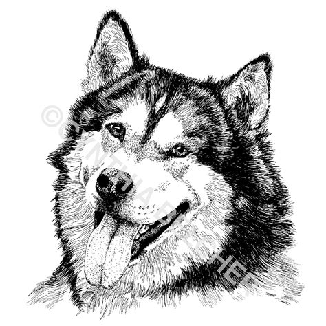 Easy Pen And Ink Drawings Of Animals Go Anime Website