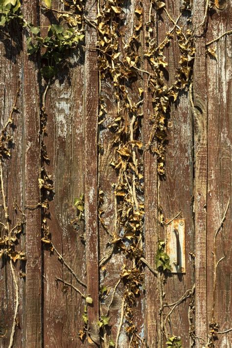 Dried Vines Against Stone Wall Stock Photo Image Of Abstract