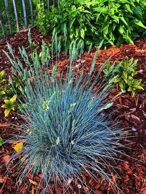 50 Plants That Thrive In Any Yard Blue Fescue Ornamental Grasses