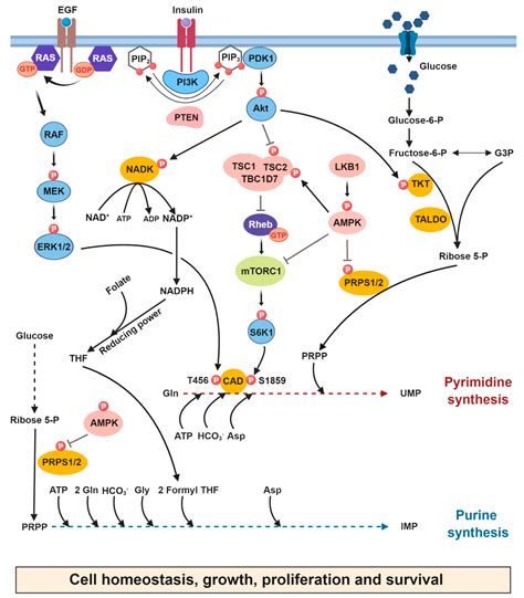 Cancers Free Full Text Cancer Cells Tune The Signaling Pathways To