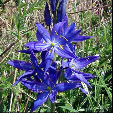 Android application trees pnw developed by cliff cantor is listed under category education. Common Camas | Pacific Northwest Native Plants | Pinterest ...