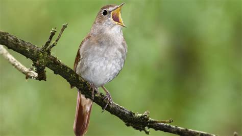 Keats felt a tranquil and continual joy in her song; Hearing a nightingale is a fleeting love affair | Comment ...