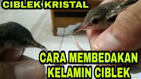 Burung ciblek betina untuk pancingan. Ciblek Kristal Betina - Blog Archives Spamasaf / • ciblek betina memiliki alis berwarna putih ...