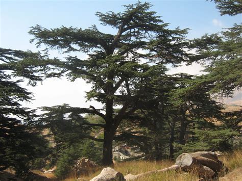 Cedars Of Lebanon Known As The Cedars Of God My Pic 2007 Lebanon