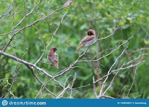 Four Of The Beautiful Tiny Brown Birds Engaged In A Strange Activity