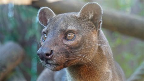 Fossa Facts A Predator And Mongoose Relative In Madagascar Owlcation