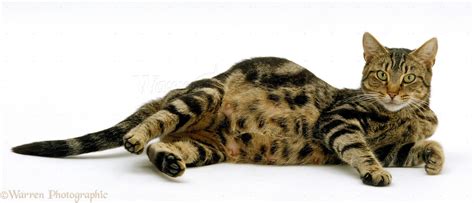 Pregnant Tabby Cat Photo Wp16687