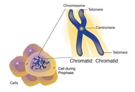 Chromatin And Chromosomes