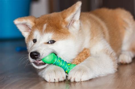 Best Indestructible Dog Toys For Extreme Chewers Petguide