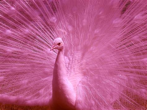 Pink Peacock Bird Feather Pasare Peacock Pink Hd Wallpaper Peakpx