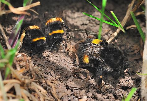 Their nests are constructed either in rotting wood or in the ground. Bumble bee hive/nest | This bee nest was under a slab of ...