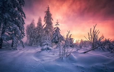 549643 1920x1080 Nature Landscape Cold Winter Sunrise Snow Forest
