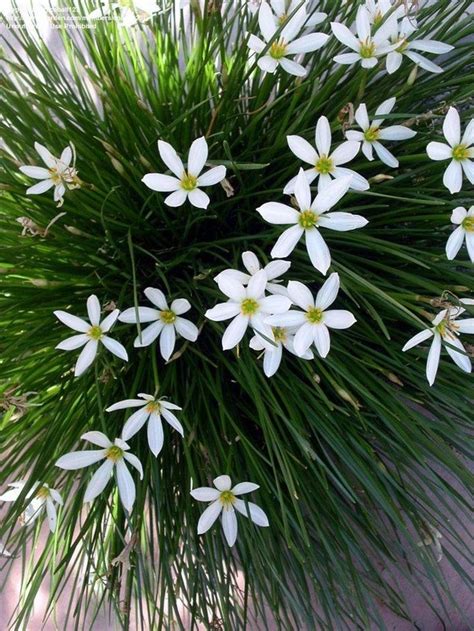 6 Petal White Flower Flower