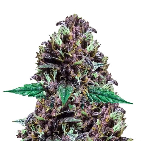 Cbd Purple Kush Autoflowering Feminized Seeds By Weedseedsexpress