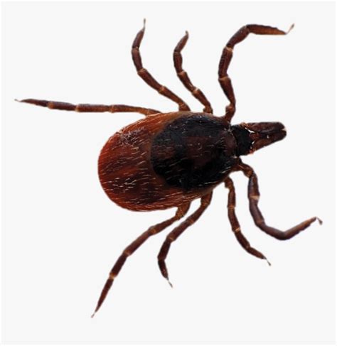 Dream About Ticks Biblical Message And Spiritual Meaning