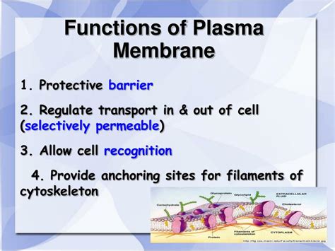 Cell Membrane 3 Functions Functions Functions And Diagram