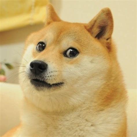 such doge - much generator - wow