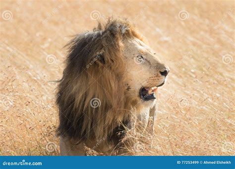 Lion Eating A Prey In Masai Mara Stock Image Image Of Masai Portrait