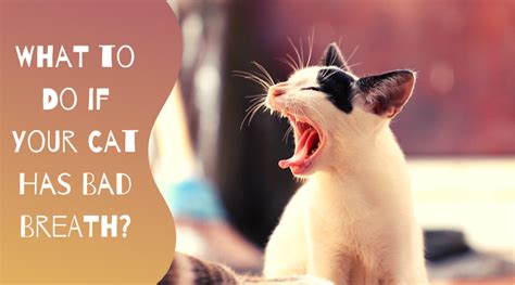 Cat Bad Breath Facts Causes And Treatment Petsium