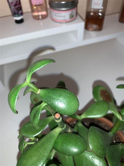 What Are These White Dots On My Jade Plants Leaf Succulents