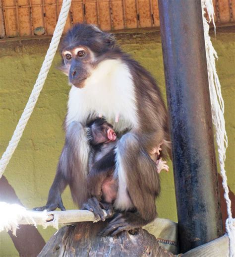 Nace Una Cría De Mangabey De Coronilla Blanca En El Zoo De Jerez