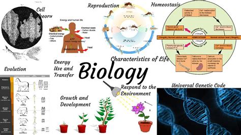Ananyas Biology Blog Biology Characteristics Of Life