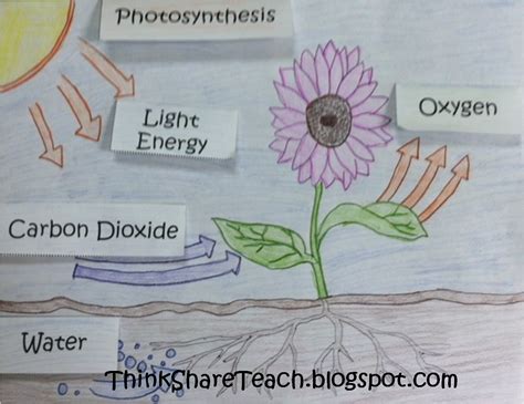 Photosynthesis Poems