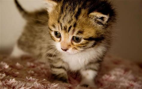 Cute Cat Backgrounds Pictures