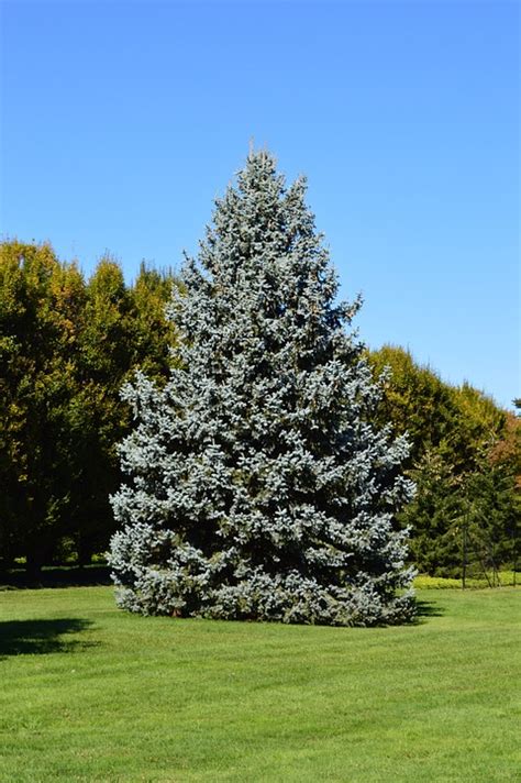How To Grow Colorado Blue Spruce Growing Colorado Blue Spruce Trees