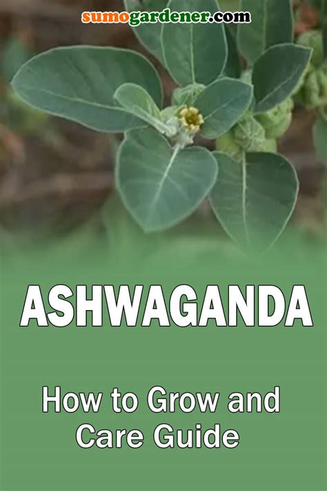 Ashwagandha How To Grow And Care Guide Sumo Gardener