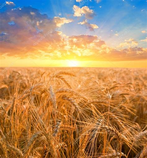 Восход солнца среди пшеничных полей стоковое фото ©york76 9464942