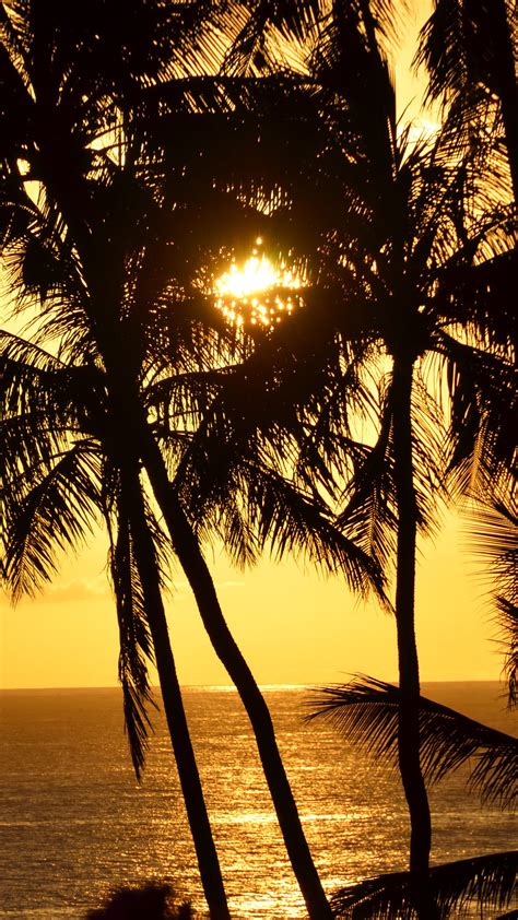Download Wallpaper 1440x2560 Palm Trees Silhouettes Sea Tropics