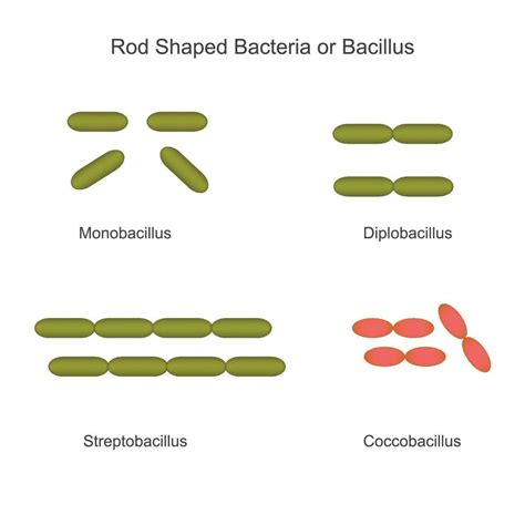 Classification Of Bacteria On The Basis Of External Morphology Rod