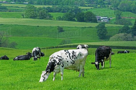 Dairy Cattle Grazing In Pasture Cumbria England Stock Photo Dissolve