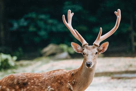 Deer With Massive Horns In Zoological Garden · Free Stock Photo