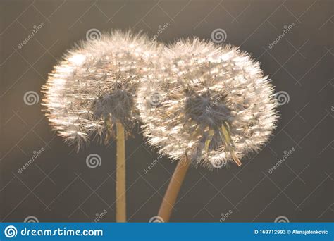 Two Dandelions Stock Image Image Of Golden Neutral 169712993
