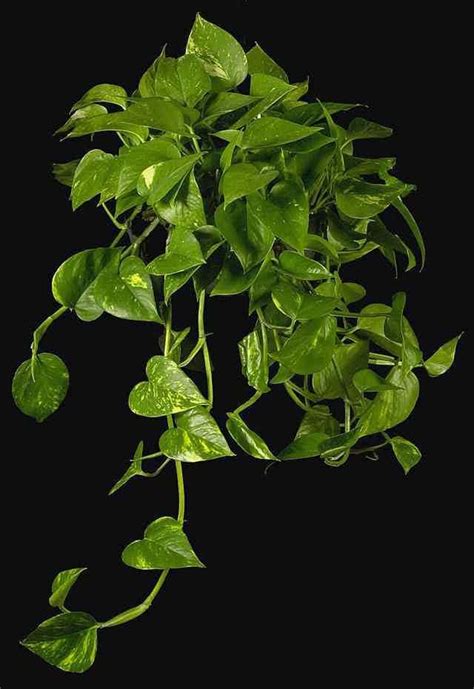 El soporte para plantas colgante añade un toque decorativo y crea un soporte resistente para tus plantas en maceta. Plantas colgantes para interior | mileplantas | Plantas ...