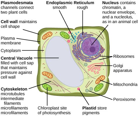 Giving the cell a rigid, inflexible shape. 4.3: Eukaryotic Cells - Biology LibreTexts